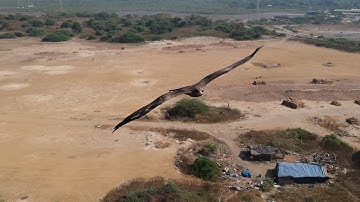 Huge Bird Vs DJI Spark | Drone Close Calls