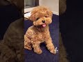ぬいぐるみのようなトイプードル #Shorts #dog #poodle #vlog #pet #toypoodle #トイプードル #ティーカッププードル #犬