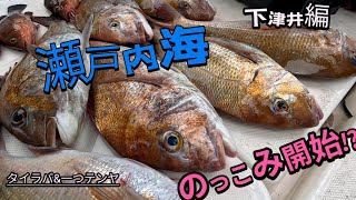 瀬戸内海のっこみ真鯛!〜下津井〜