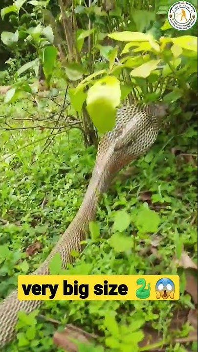 very-big-size-snake-shorts-shortsvideo-shortsfeed-instagram