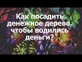 Как посадить денежное дерево, чтобы водились деньги?