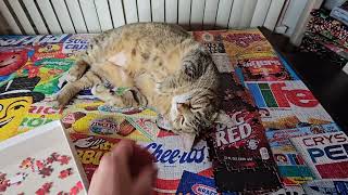 Chaos and Cuteness: Jigsaw Puzzle with My Cat #ilovecats #funnycats #jigsawpuzzle