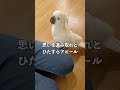 足をダンダンさせてまで自分の要望を伝えようとするオウム#shorts