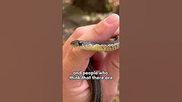 How to tell if a #snake is #venomous? 🐍