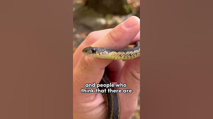 How to tell if a #snake is #venomous? 🐍