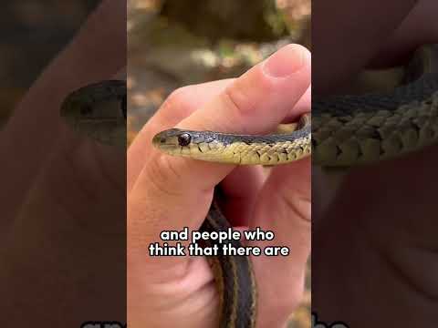 Video: An ordinary snake is not a viper for you