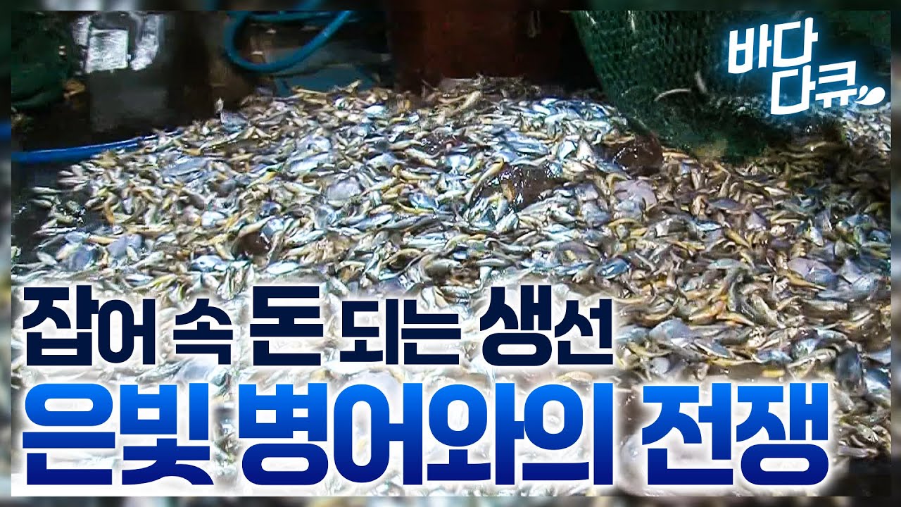 만선의 꿈을 안고 1톤 그물 당기는 병어잡이배 선원들 / 안강망 선원들의 투망과 양망작업 / #바다다큐