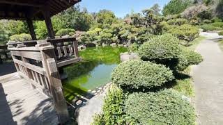 Japanese Garden an oasis in the middle of city