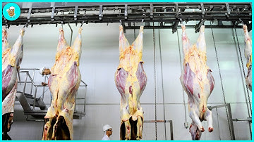 High Quality Beef Breeding and Processing Technology - Robotic Beef Slicing