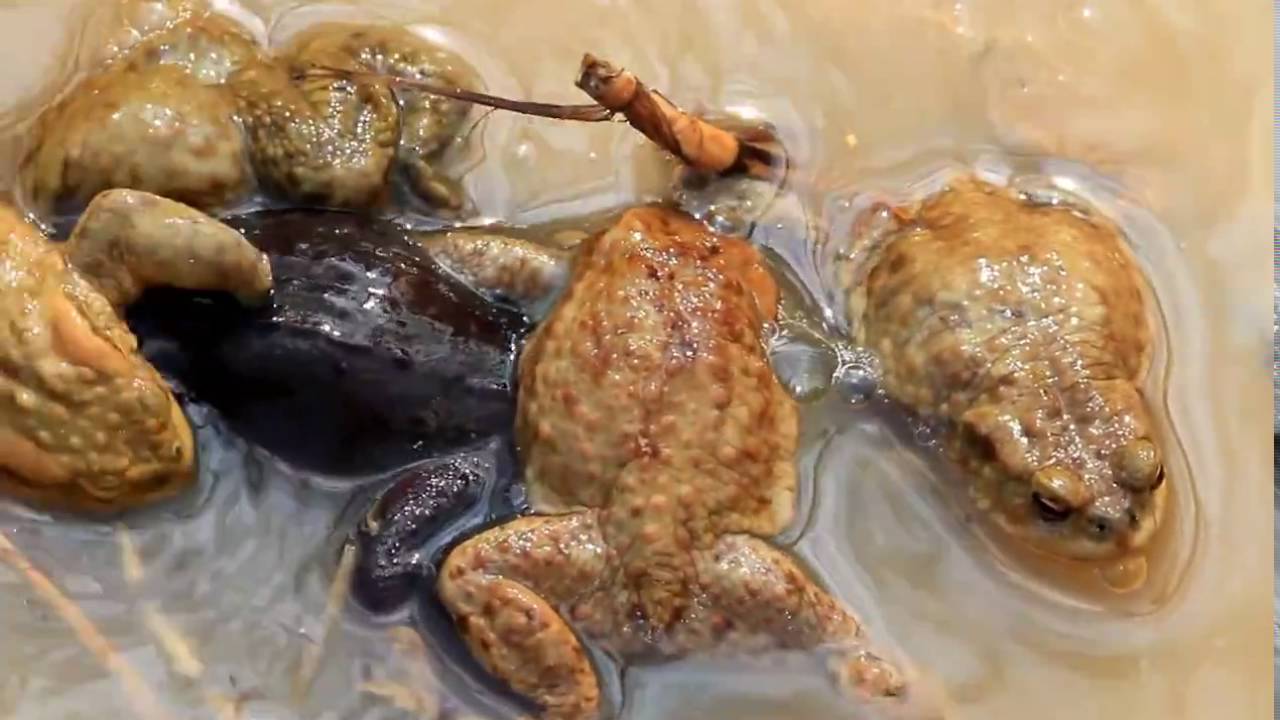 Frösche/Erdkröten bei der Paarung - YouTube