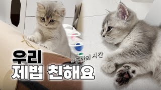 Vlogㅣ아기고양이와 둘이 놀기ㅣ공놀이ㅣ골골송ㅣ젤리 악수ㅣ집사 일상 by 깨발랄프 : Bubbly Ralph  15,560 views 11 months ago 8 minutes, 39 seconds