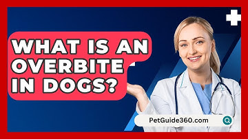 What Is An Overbite In Dogs? - PetGuide360.com