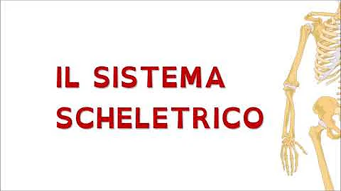 Quali sono le tre funzioni principali del sistema scheletrico?