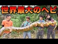 世界最大の蛇の大きさがおかしい件について【アマゾン遠征EP2 #9】