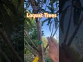 Loquat Trees for Grafting Scions #offgrid #garden #fruittrees