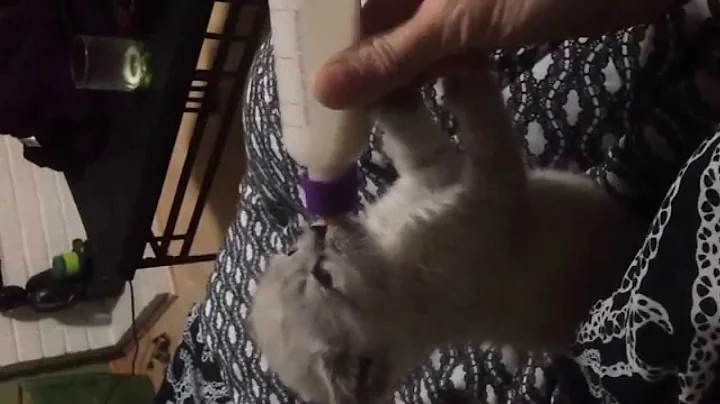 How to bottle feed and burp a four week old orphaned kitten.