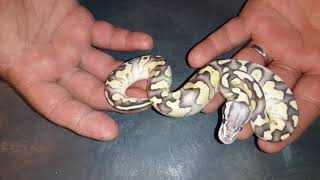 Follow Up! Clutch #5 part 1. Fire female dual sired clutch. Turned out awesome.