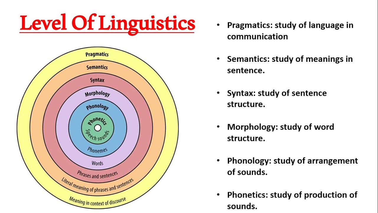 Overview of the linguistic domain of morphology with the English