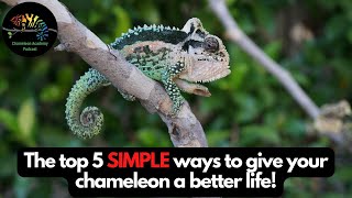 Top 5 Simple Ways to Give Your Chameleon a Better Life!