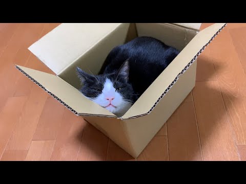 やっと落ち着いて寝れる猫