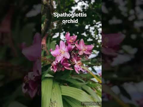Бейне: Спатоглоттис орхидеясы дегеніміз не - Орхидеяға күтім жасау туралы ақпарат
