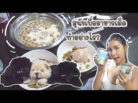 สุนัขเบื่ออาหารเม็ดทำอย่างไร? | ครอบครัวหมาหรือหมี