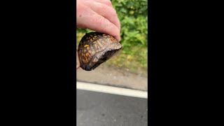 Eastern Box Turtle Saving Crossing The Road