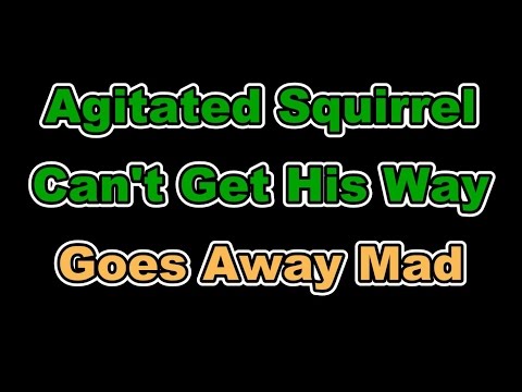 Agitated Squirrel Goes Nuts!