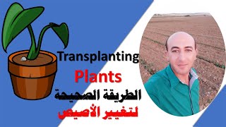 الطريقة الصحيحة لتغيير الاصيص, How to re-pot a plant, Transplant Plant to a Larger Pot