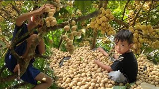 Bahagianya lagi Musim Panen. Buah Duku Gunung Megang,Muara Enim Sumsel