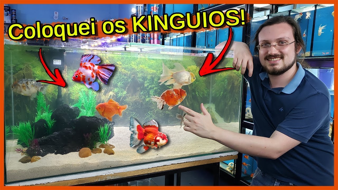 Coloquei Kinguios Enormes e LINDOS no Aquário de 200 Litros! - Aquarismo Entre Amigos