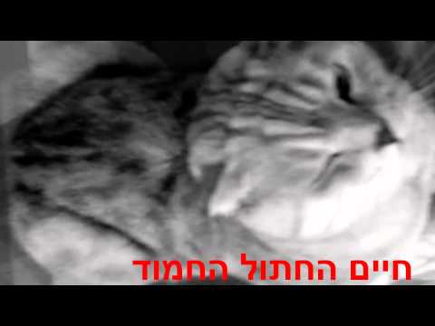 וִידֵאוֹ: גזעי חתול בירמן היפואלרגניים, בריאות ותוחלת חיים