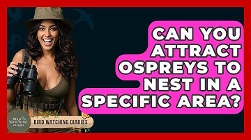 Can You Attract Ospreys To Nest In A Specific Area? - Bird Watching Diaries