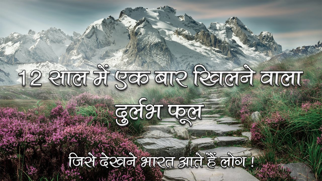 5 Breathtaking Flower Valleys | 5 Scenic Flower Valleys In India | Flower That Blooms Every 12 Years