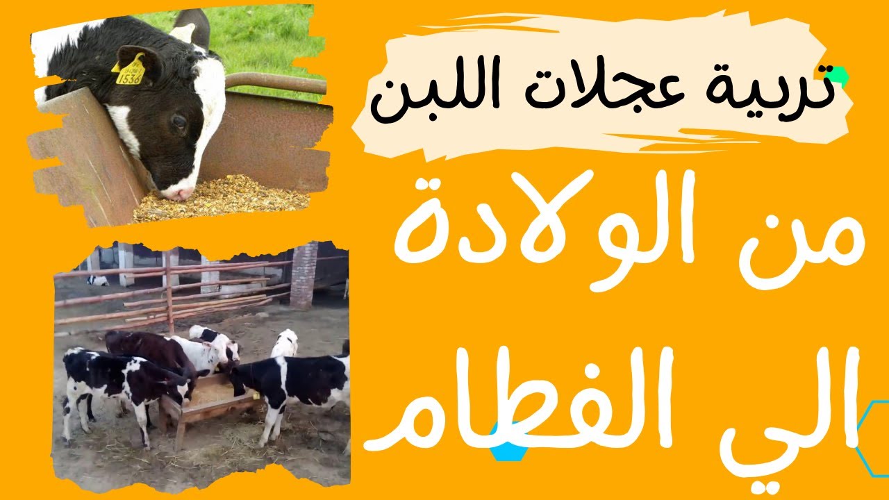 تغذية العجول الرضيعة من الميلاد الي الفطام، رضاعة السرسوب بعد الولادة كما وكيفا،