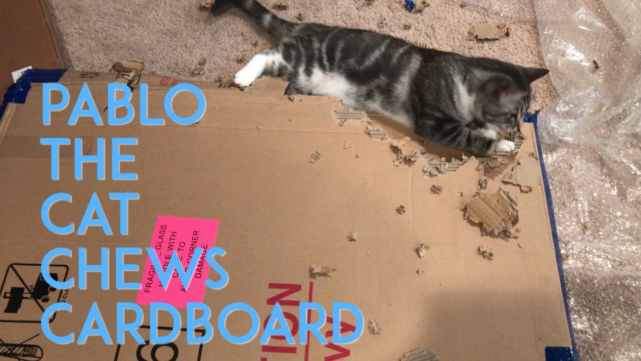 Pablo the Cat Chews Cardboard YouTube