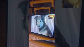 Hilarious Dog Video Call Watch This Funny Interaction