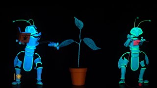 How plants feel