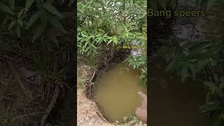 Jebakan predator di tepi sungai yang dangkal, hati-hati bagi seluruh mancing mania