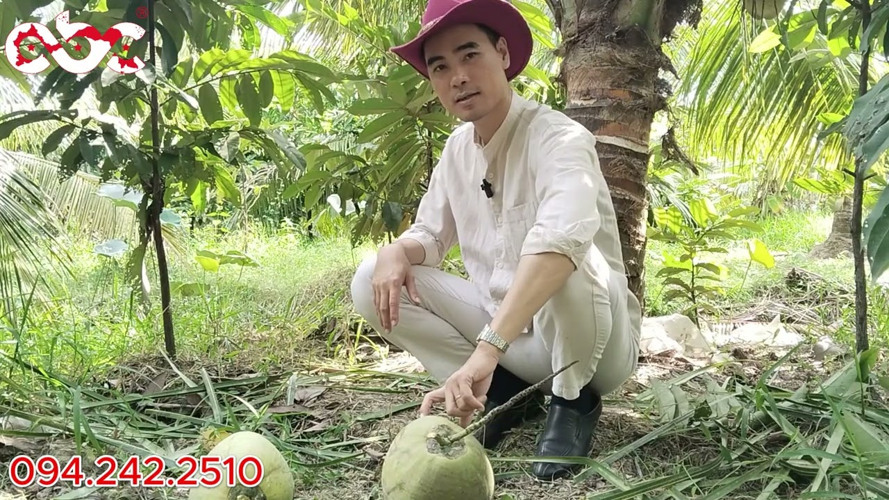 Sự thật về tỉ lệ sáp 100% của Dừa Sáp Cấy Phôi