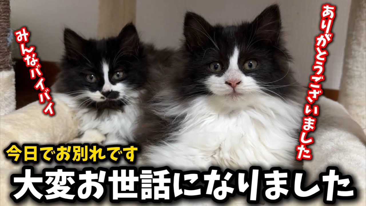 This video is an unprecedented kitten adoption video. - YouTube