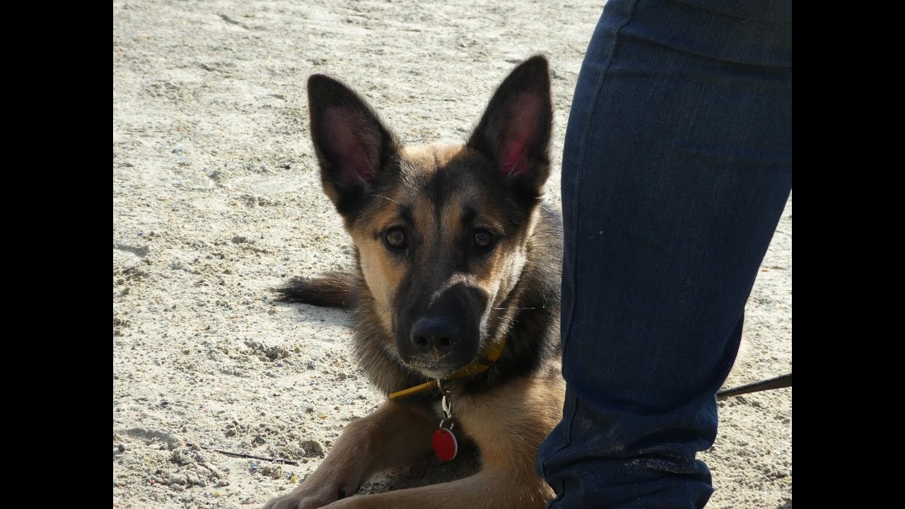 kelpie x german shepherd puppies