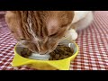 ASMR 猫がカリカリご飯を食べる音 #2