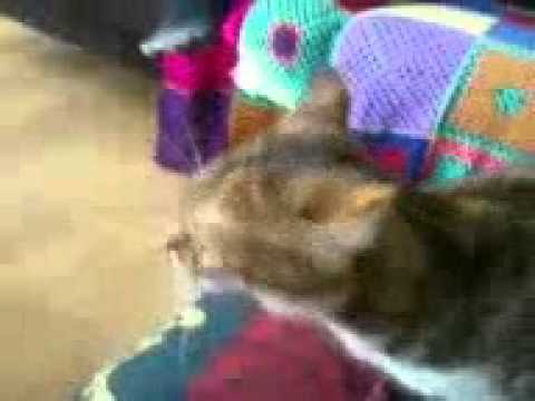 Video: Seychellen Katze