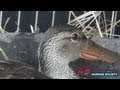 Mary Victoria - Rescued, Rehabbed, Released Duck