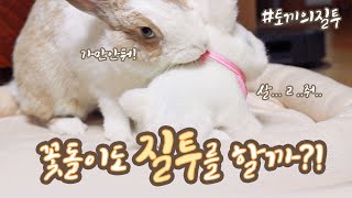 Are Rabbits Jealous Pets? Flower(rabbit/bunny)’s Jealousy test!
