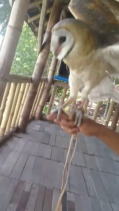 owl #viral #storywa #cinematic #animals #worldanimals #