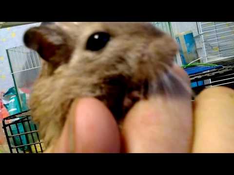 Мои песчанки и