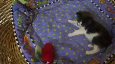 Watch the video about Grey Siamese Mix Kitten