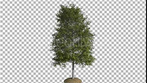 Shingle Oak Tree is Swaying at the Wind Green | Motion Graphics - Envato elements